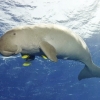 [안녕? 자연] 중국서 사라진 듀공, ‘기능적 멸종’…“수중 포유류 또 잃었다”