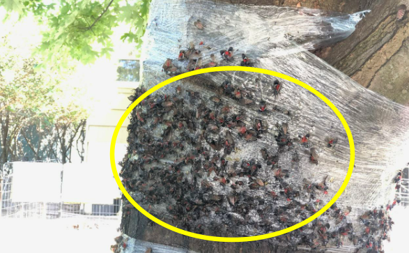 [포착] 이게 전부 매미?…꽃매미의 ‘침공’ 받은 美 현재 상황(영상)