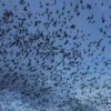 박쥐 수천 마리 날더니 진도 6.8 강진…中 땅 갈랐다