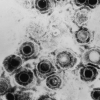 [와우! 과학] 성가신 바이러스를 항암 치료제로…차세대 종양용해성 바이러스