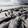 고래 500마리 뉴질랜드 해변서 떼죽음…원인은 집단 자살?