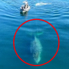 [영상] 인간이 미안해…어업용 밧줄에 묶인 혹등고래의 몸부림