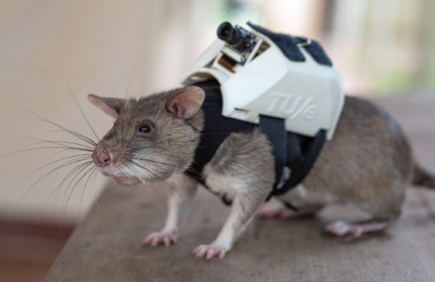 [핵잼 사이언스] 지진으로 매몰된 생존자 찾아라…배낭매고 훈련받는 ‘영웅 쥐’