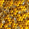 [와우! 과학] 꿀벌과 대화 기술 개발 중…통제 수단으로 악용 우려도