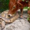 [여기는 동남아] 다리 잃은 송아지와 거북이의 ‘특별한 우정’