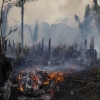 아마존 열대우림 4분의 1 파괴…이산화탄소 배출량 엄청난 이유는?