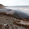 加 해변서 죽은 향유고래…배 속에서 150㎏ 쓰레기 와르르