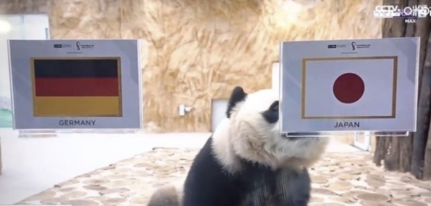 ‘일본이 독일 이긴다’…카타르 월드컵, 中 판다 ‘예언가’ 화제