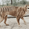 “왜 거기서 나와”…멸종된 ‘태즈메이니아 호랑이’ 마지막 흔적 찾았다