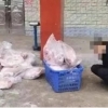 中 4인조 ‘개 도둑’ 시골 반려견 90마리 훔쳐 식용으로 유통 [여기는 중국]