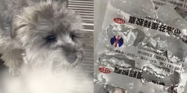 집에 방치된 코로나19 약 삼킨 中 반려견, 장기 손상으로 사망