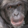 스웨덴 동물원, ‘탈출 침팬지’ 무리 사살…비판 쏟아져