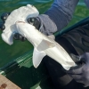 샥스핀 때문에 멸종위기…갈라파고스서 ‘망치 상어’ 보육원 발견