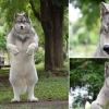 [여기는 일본] “늑대가 되고 싶다” 日 남성, 특수 의상 맞춤에 2800만 원 써