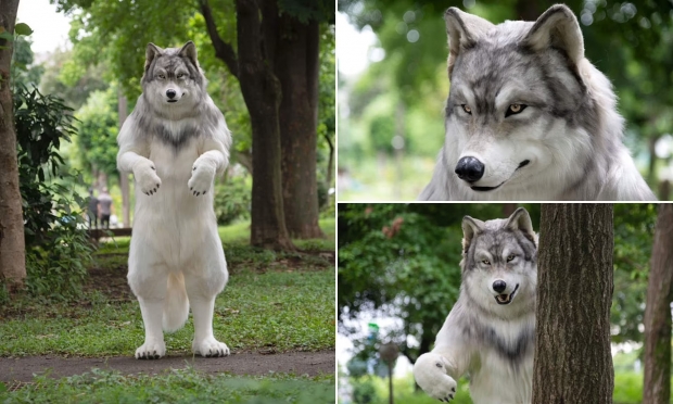 [여기는 일본] “늑대가 되고 싶다” 日 남성, 특수 의상 맞춤에 2800만 원 써