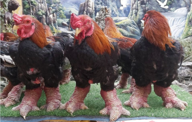 “닭 맞아?”…두꺼운 다리 가진 ‘드래곤 치킨’ 인기 [여기는 베트남]