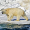 “북극곰은 사람을 찢어” 유행어가 현실로…알래스카서 2명 사망