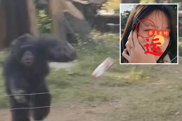 中 침팬지, 관람객에 물병 던져...얼굴 다치기도 (영상)