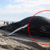 사인은 또 ‘인간’…12m 혹등고래 美 해변서 안타까운 죽음