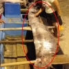대형 심해어 ‘산갈치’ 발견된 에콰도르…지진 불안에 ‘벌벌’