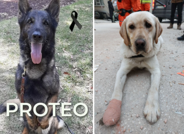 [영상] 생존자 찾던 구조견 ‘순직’, 추모식 열려…한국 구조견은 붕대 투혼 [튀르키예 강진]