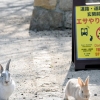日 토끼섬의 비극…관광객들 먹이주자 야생동물에 토끼 떼죽음
