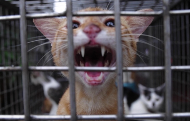 죽은 고양이가 4톤이나...베트남서 식용 ‘고양이 공장’ 적발 [여기는 베트남]