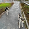 체르노빌 원전서 사는 개들...방사선 노출에도 살아남은 비결은? [핵잼 사이언스]