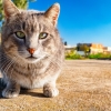 호주서 주인 없이 고양이 홀로 집 나가면 ‘불법’된 이유