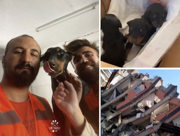 “엄마는 강하다”…튀르키예 지진 한달, 잔해 속 새끼 낳은 견공 구조