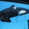 ‘세계서 가장 외로운 범고래’의 쓸쓸한 죽음…수족관서 생 마감