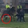 英 공원서 말(馬) 공격한 개…주인 “방어행동” 해명 논란