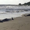 日 대지진 전조?…돌고래 30여 마리 집단 좌초에 불안 확산 [여기는 일본]