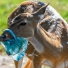 [포착] 비닐 사용 금지라는데…쓰레기 질겅질겅 씹는 스리랑카 사슴들