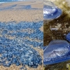 美 캘리포니아 해변에 밀려온 수천 마리 푸른 생물체…정체는?