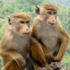 “혹시 먹으려고?”…중국이 ‘스리랑카 원숭이 10만 마리’ 사려는 이유