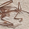 골격이 완벽…5200만 년 전 가장 오래된 ‘박쥐 화석’ 발견 [핵잼 사이언스]
