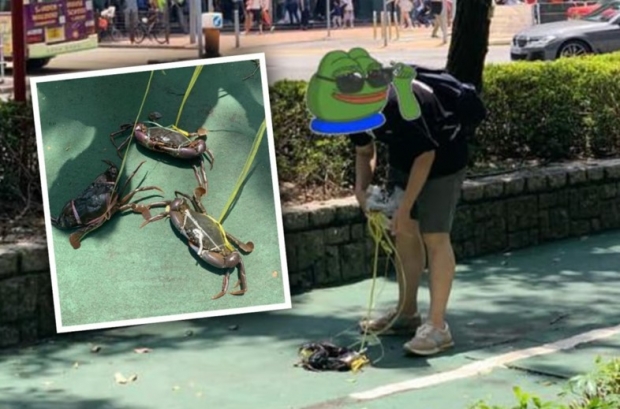 홍콩 인터넷을 뜨겁게 달군 ‘반려게’ 산책…이 사람의 정체는 [여기는 홍콩]