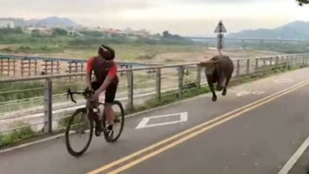네가 왜 거기서 나와…자전거 탄 시민에 돌진하는 물소 포착 [대만은 지금]