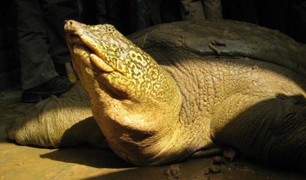 ‘인간 탓’에 이제 세상에 단 2마리…양쯔강대왕자라의 비극