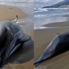 전쟁이 낳은 흑해의 비극…수만 마리 돌고래 떼죽음 이유는? [핫이슈]