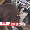 중국 코끼리 사육 방식 세계 최고라더니…”고통스럽게 찔러 학대” 주장
