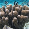 성병균이 왜 여기에?…광합성하는 동물 산호의 비밀 [와우! 과학]