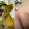 “사자가 나를 물었다” 태국 ‘사자 카페’서 출혈사고 발생 ··· 논란