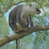 고대 호주 나무 위에는 거대한 ‘이 동물’이 살았다 [핵잼 사이언스]