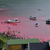 고래 피로 물든 붉은 바다…“이틀 동안 약 500마리 죽였다” [안녕? 자연]
