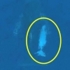 [포착] 제2의 미갈루?...호주서 알비노같은 흰색 새끼 고래 발견