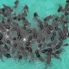 [포착] 둥그렇게 모여 좌초…호주서 고래 51마리 집단 떼죽음 미스터리
