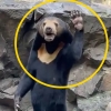 [영상] ‘인형 탈’ 논란 中 동물원 곰, 이번에는 손도 흔들었다