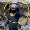 ‘인형 탈’ 논란 中 동물원 곰의 불편한 진실...혹시 서커스 출신?